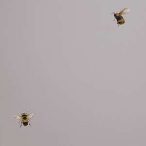 oboi_54419-4_cavolli_andrea_rossi
