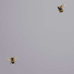 oboi_54419-6_cavolli_andrea_rossi