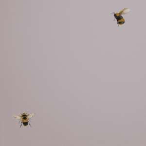 oboi_54419-5_cavolli_andrea_rossi