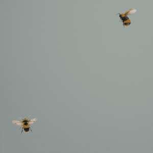oboi_54419-7_cavolli_andrea_rossi