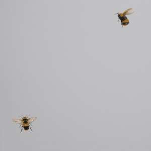 oboi_54419-2_cavolli_andrea_rossi